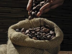 Cacao bonen